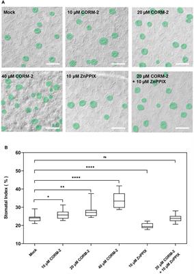 Carbon monoxide promotes stomatal initiation by regulating the expression of two EPF genes in Arabidopsis cotyledons